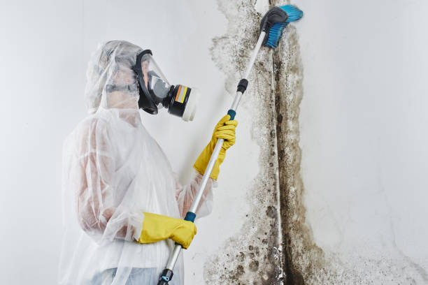 Best Residential Mold Removal  in Kenilworth, NJ