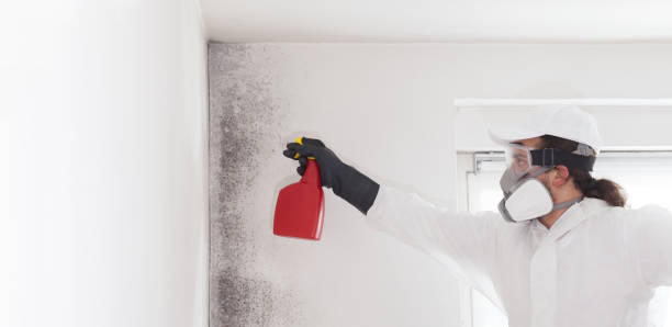Best Crawl Space Mold Removal  in Kenilworth, NJ