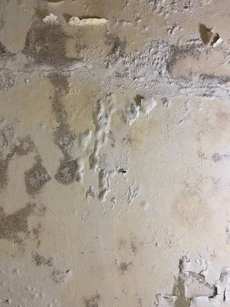 Best Attic Mold Removal  in Kenilworth, NJ