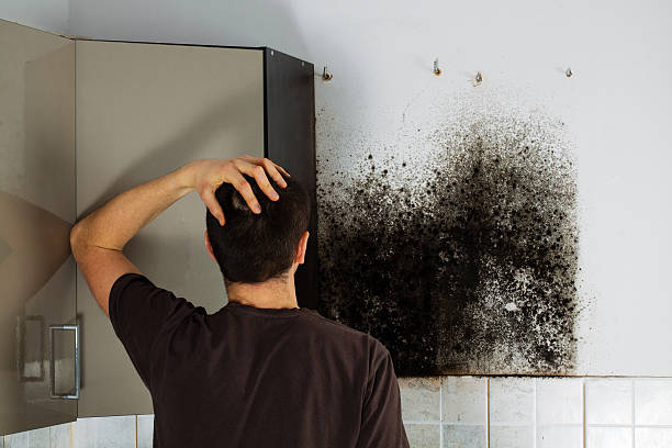 Best Professional Mold Removal  in Kenilworth, NJ