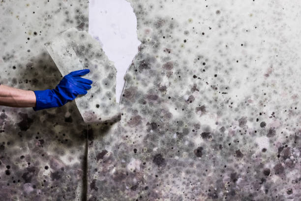 Professional Mold Removal in Kenilworth, NJ