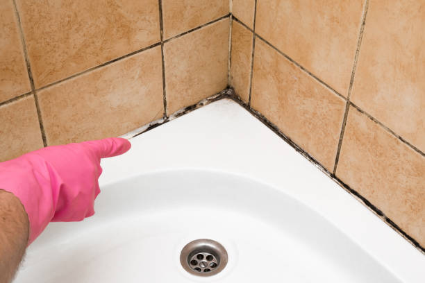 Best Mold Removal Company Near Me  in Kenilworth, NJ